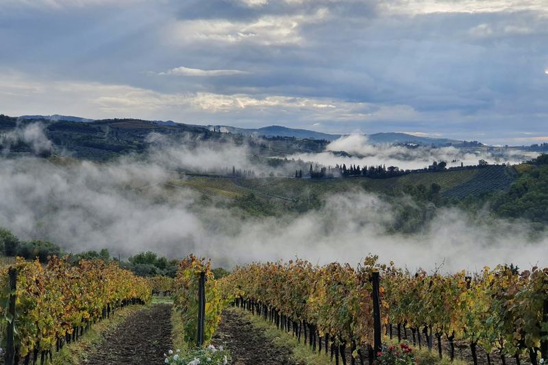Colline toscane con nebbia mattutina tra i filari